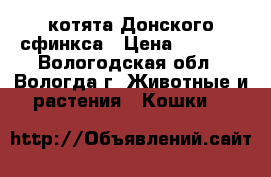 котята Донского сфинкса › Цена ­ 4 000 - Вологодская обл., Вологда г. Животные и растения » Кошки   